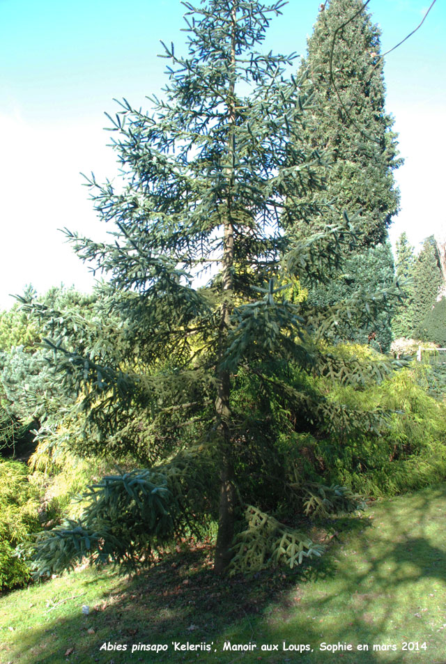 Abies pinsapo 'Kelleriis'