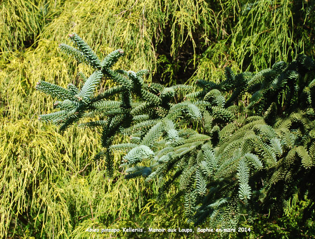 Abies pinsapo 'Kelleriis'