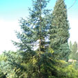 Abies pinsapo 'Kelleriis'