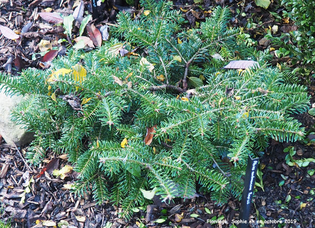 Abies procera 'Pospisil'