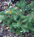 Abies procera 'Pospisil'