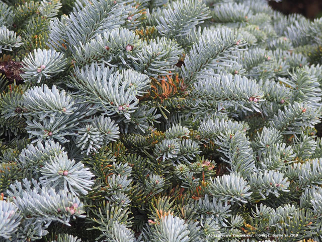 Abies procera 'Procumbens'