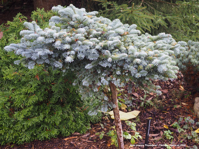 Abies procera 'Procumbens'