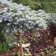 Abies procera 'Procumbens'