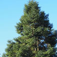 Abies religiosa