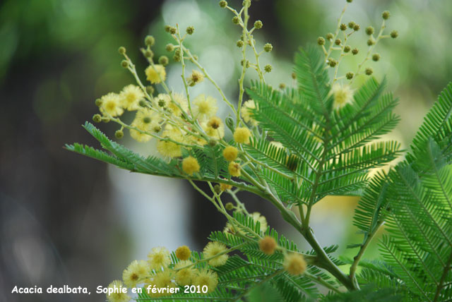 Acacia dealbata