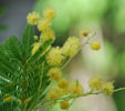 Acacia dealbata