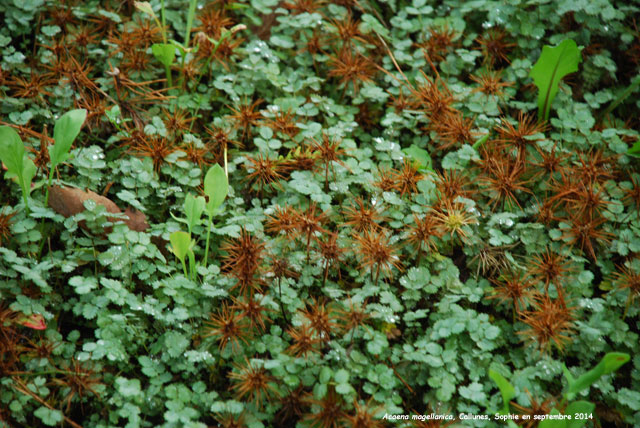 Acaena magellanica