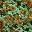 Acaena magellanica