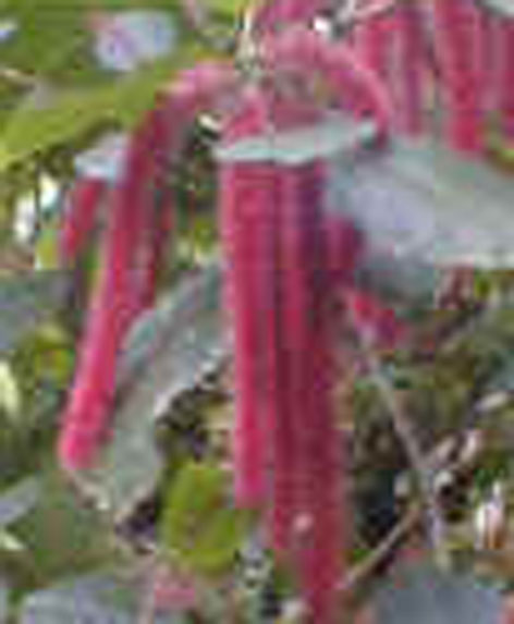 Acalypha hispida