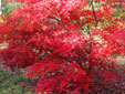 Acer palmatum 'Suminagashi''