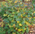 Acer 'Ample Surprise'