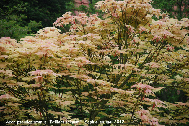 Acer pseudoplatanus 'Brillantissimum