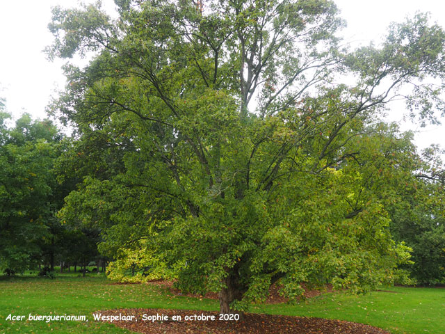 Acer  buergerianum