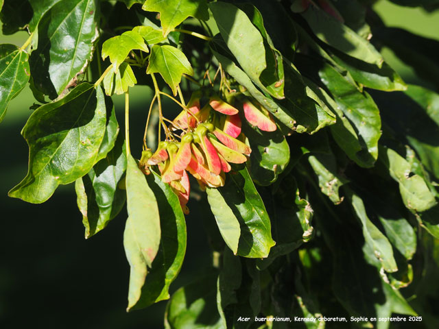 Acer buergerianum