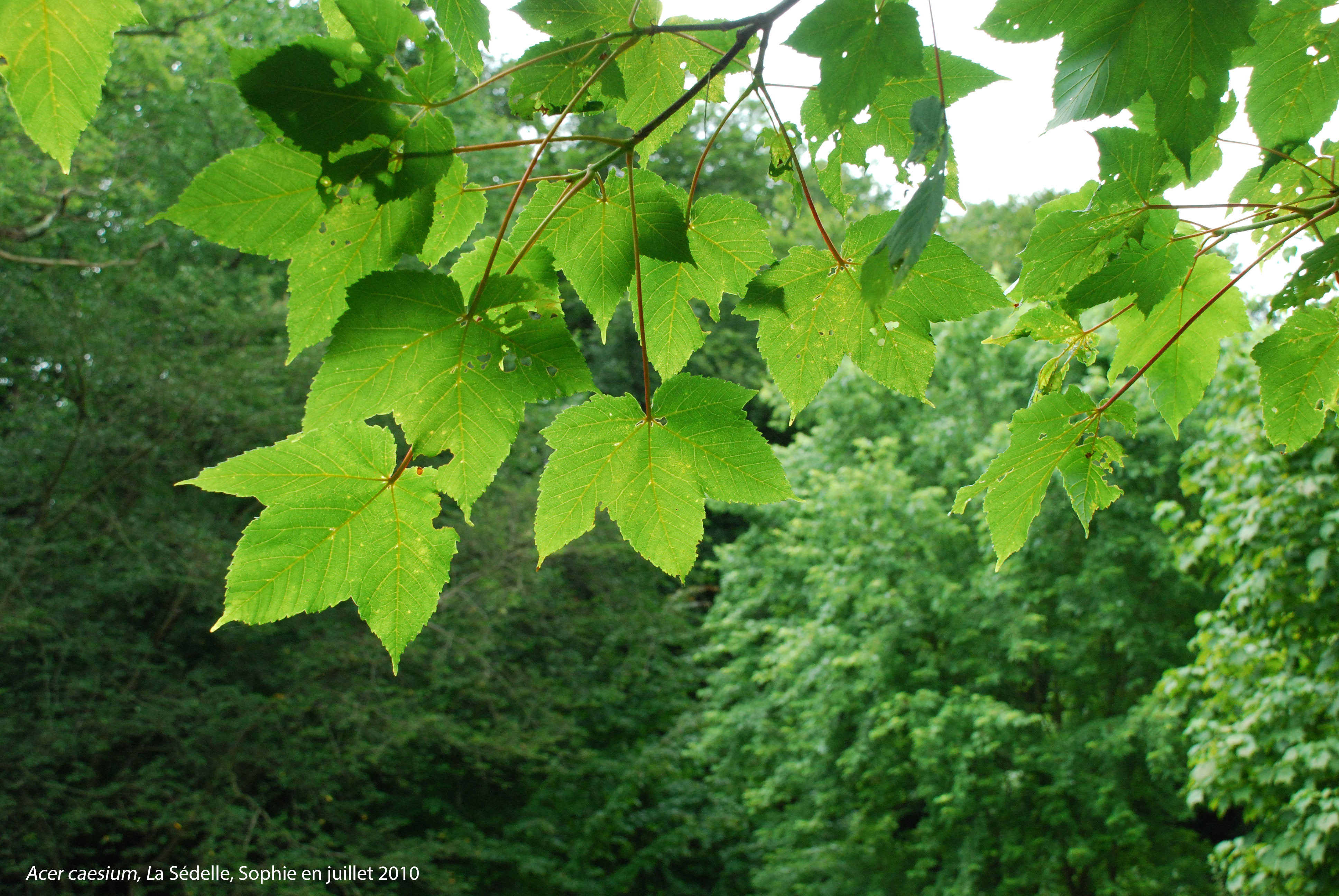 Acer caesium