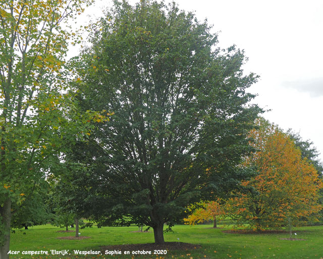 Acer campestre 'Elsrijk'