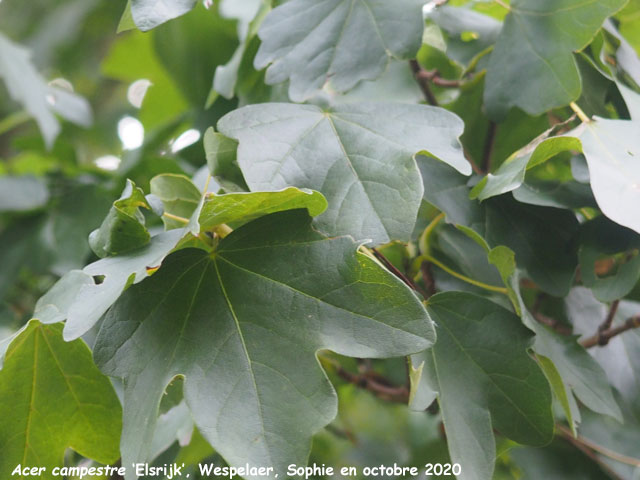 Acer campestre 'Elsrijk'