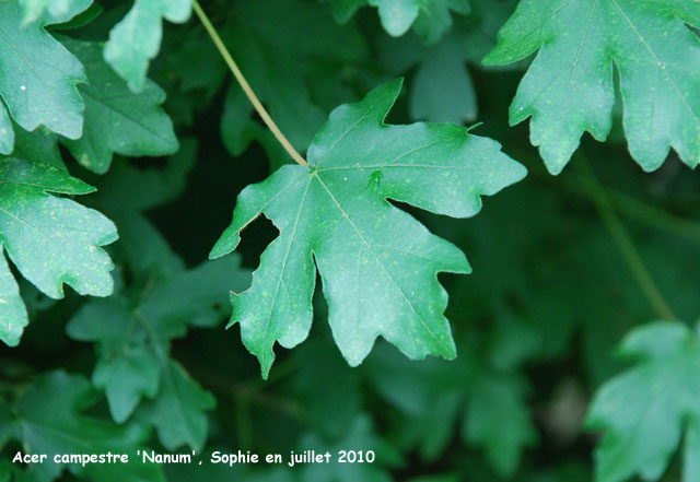 Acer campestre 'nanum'