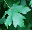 Acer campestre nanum