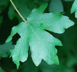 Acer campestre 'Nanum'