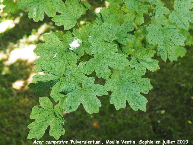 Acer campestre 'Pulverulentum'