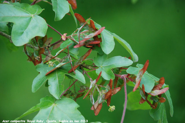 Acer campestre 'Royal Ruby'