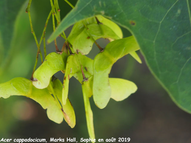 acer cappadocicum