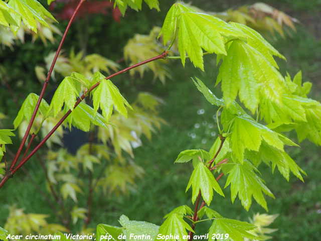 Acer circinatum 'Victoria'