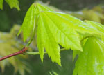 Acer circinatum 'Victoria'