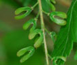 Acer cissifolium