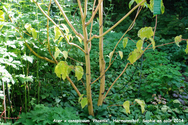 Acer x conspicuum 'Phoenix'