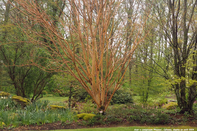 Acer x conspicuum 'Phoenix'