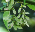 Acer davidii 'Ernest Wilson'