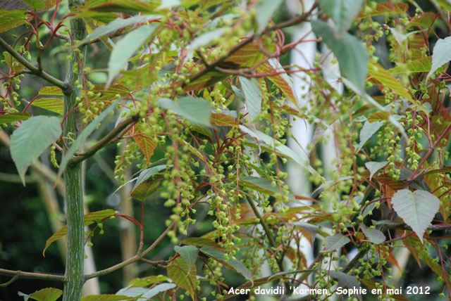 Acer davidii 'Karmen'