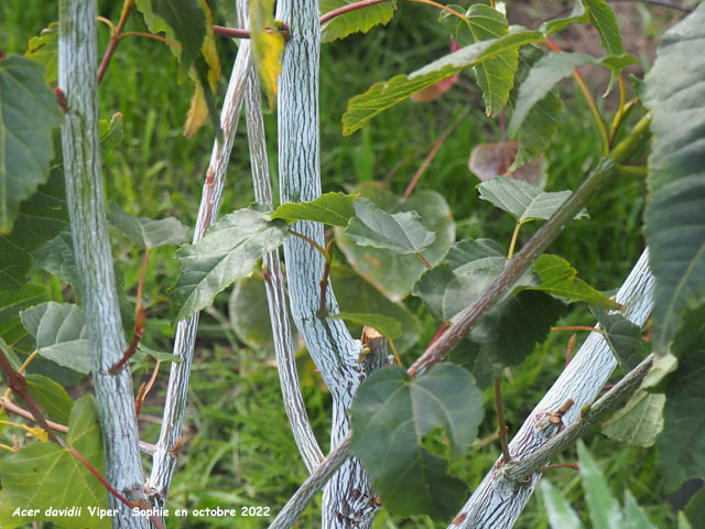 Acer davidii 'Mindavi' (=VIPER)