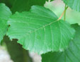 Acer distylum