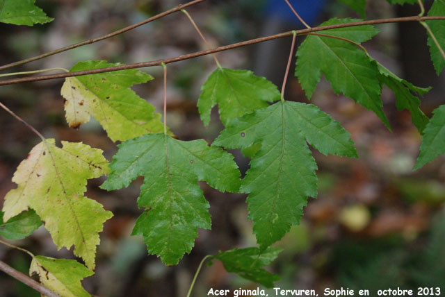 Acer tataricum ssp. ginnala