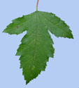 Acer tataricum subsp. ginnala