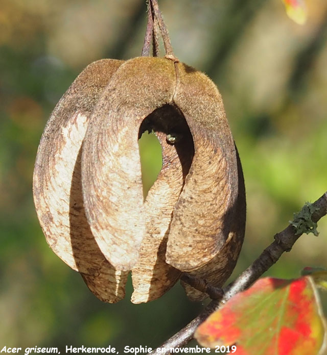 Acer griseum