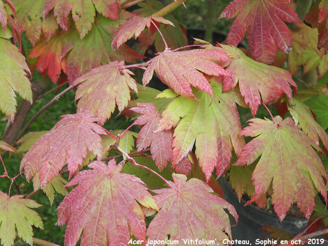 Acer japonicum 'Vitifolium'