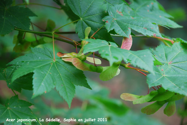 Acer japonicum