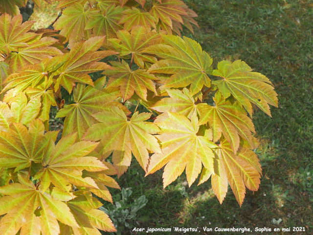 Acer japonicum 'Meigetsu'
