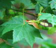 Acer japonicum