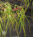 Acer palmatum 'Koto-Ito-Komachi'