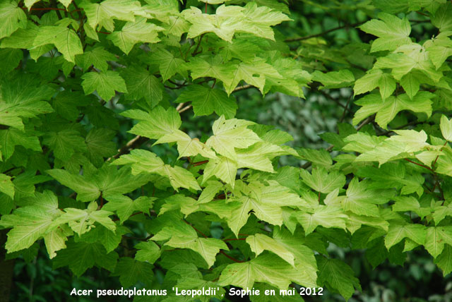 Acer pseudoplatanus 'Leopoldii'