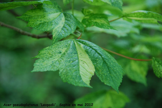 Acer pseudoplatanus 'Leopoldii