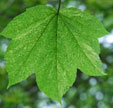 Acer pseudoplatanus 'Lepoldii'