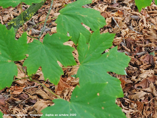 Acer macrophyllum