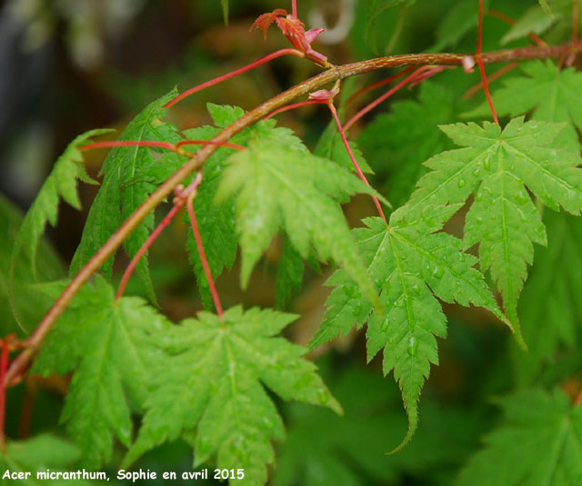 Acer micranthum